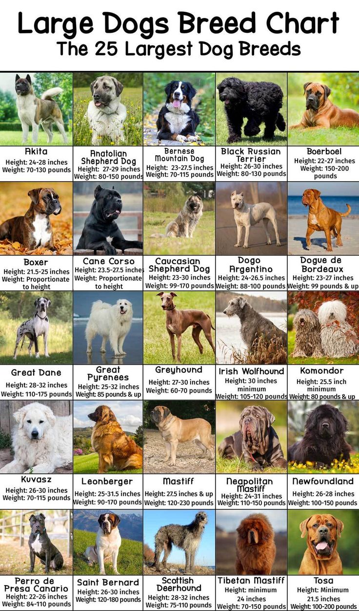 Top 25 Most Famous Dog Breeds in The World.