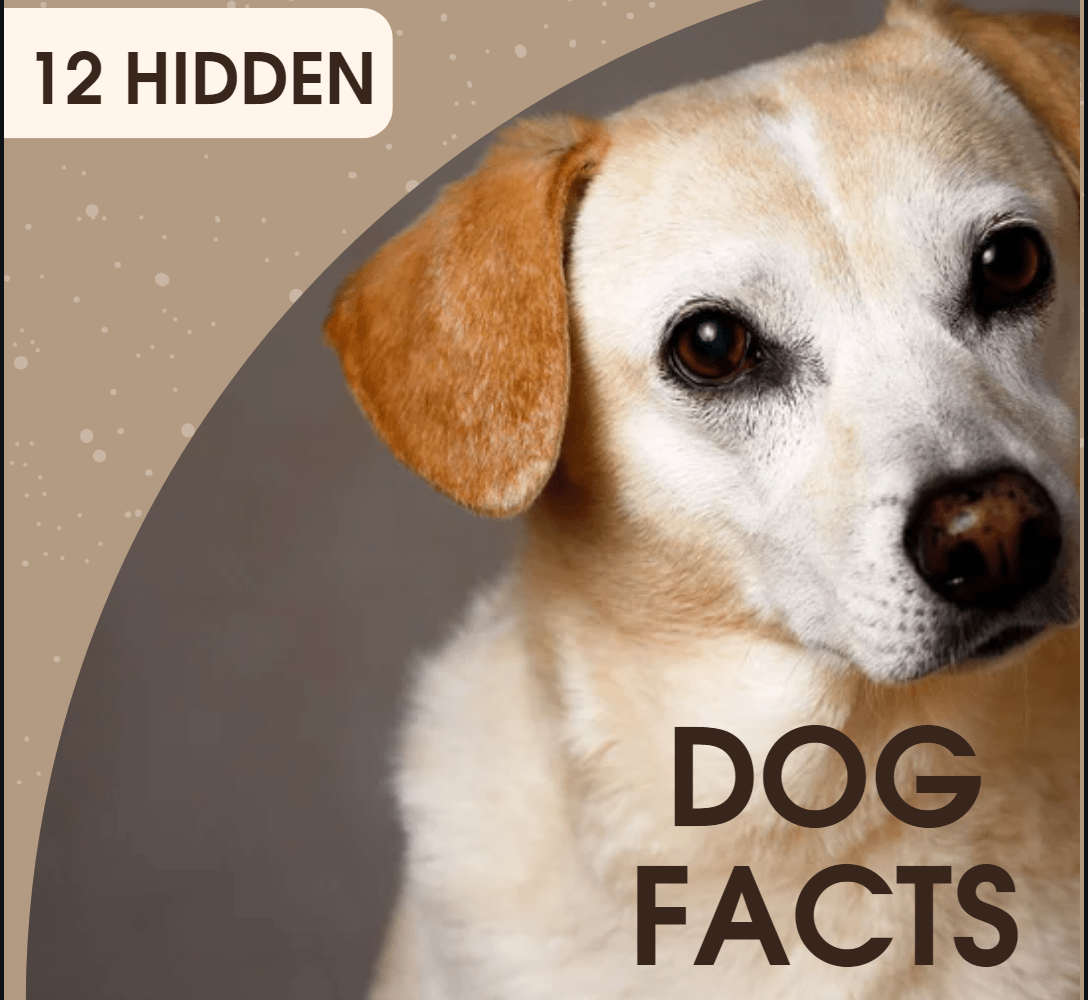 12 Amazing Dog Facts and Information.