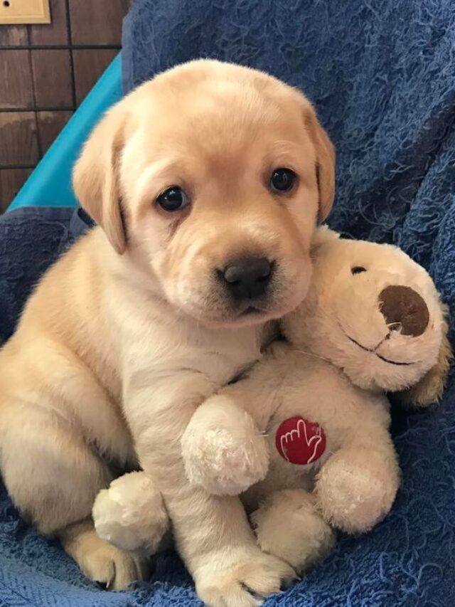 Best Way to Train a Labrador Puppy