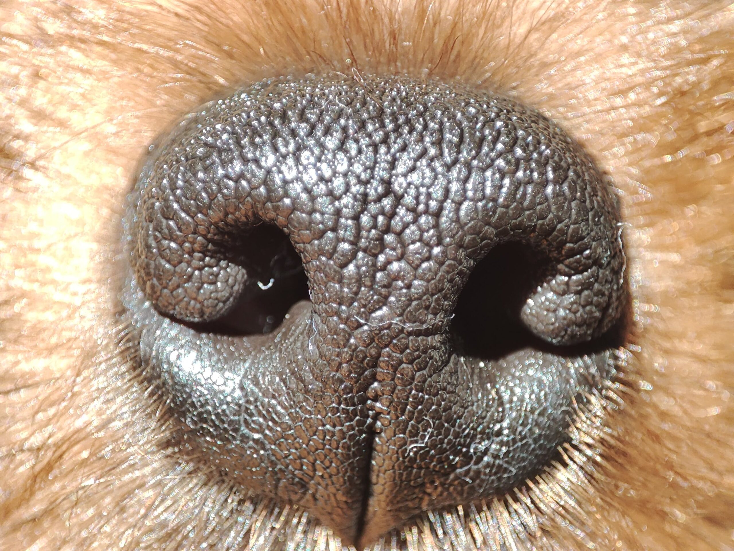 close-up of a dog nose print one of most amazing dog facts