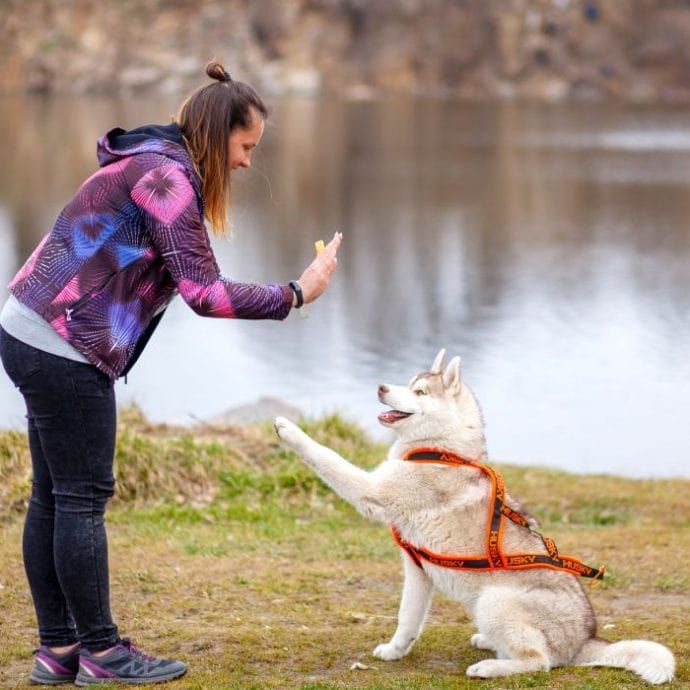 Dog Training Tips: How to Train a Dog