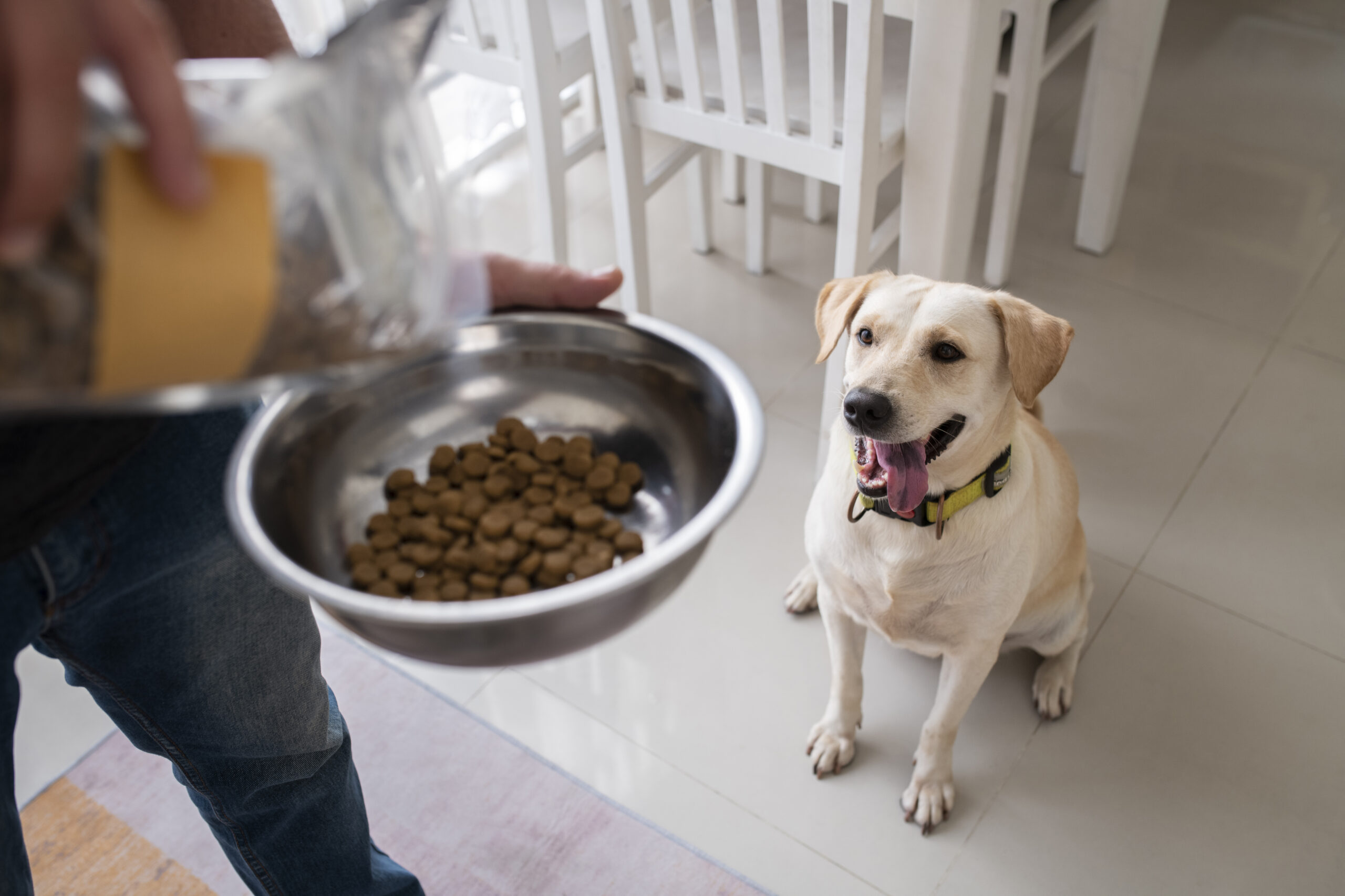 Complete Dog Nutrition Tips and Guidelines