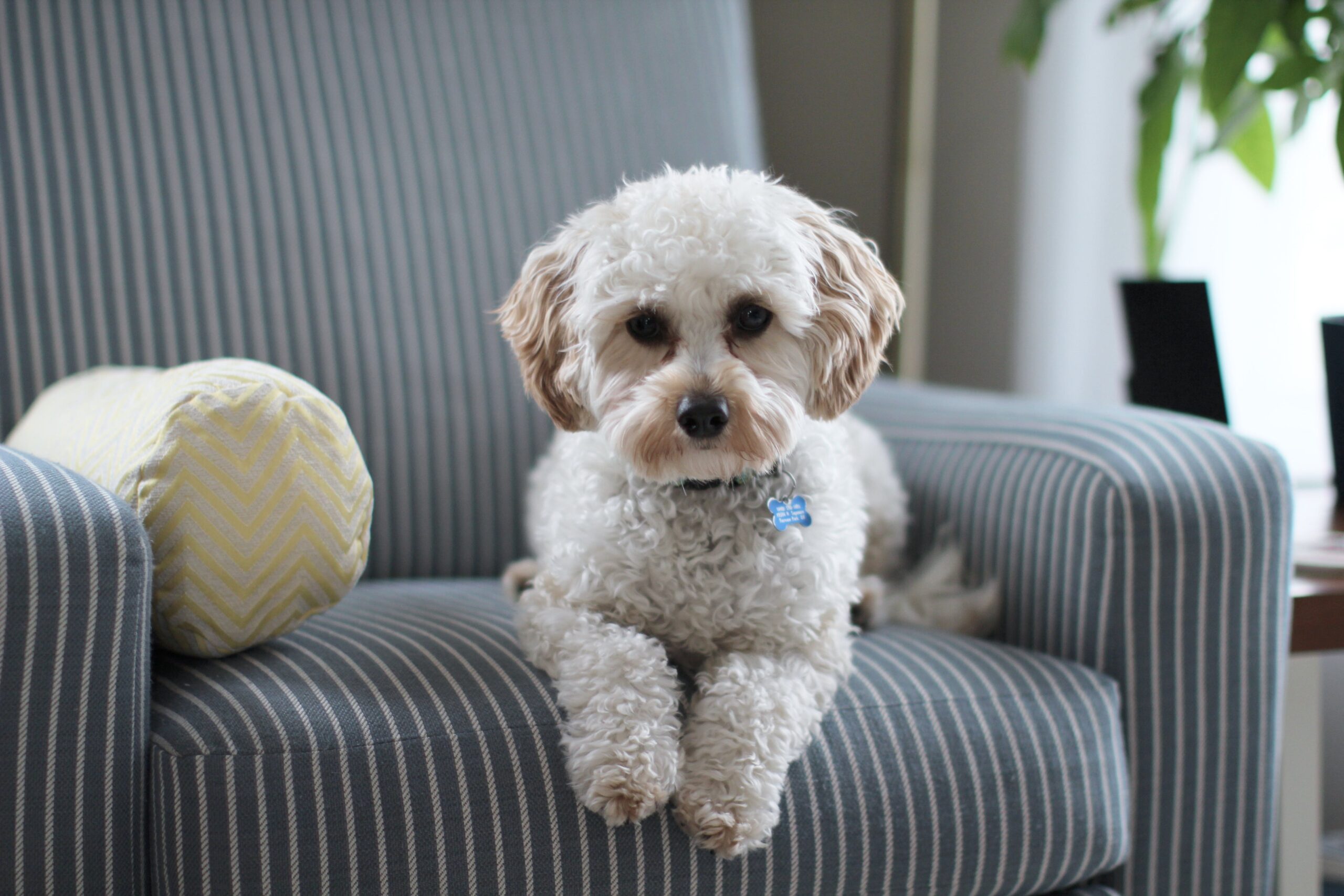Are Cavapoo dogs hypoallergenic? Pros and Cons