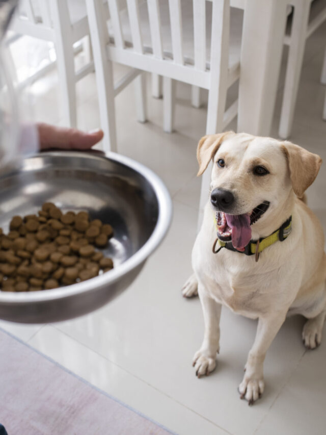 How To Energize Your Dog?-Dog Nutrition tips