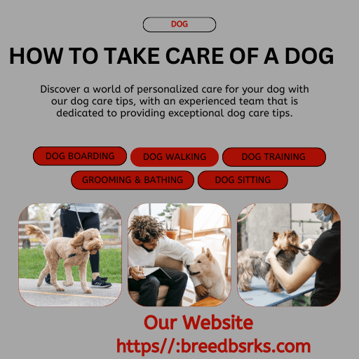 Dog Care Tips: How to Take Care of a Dog.