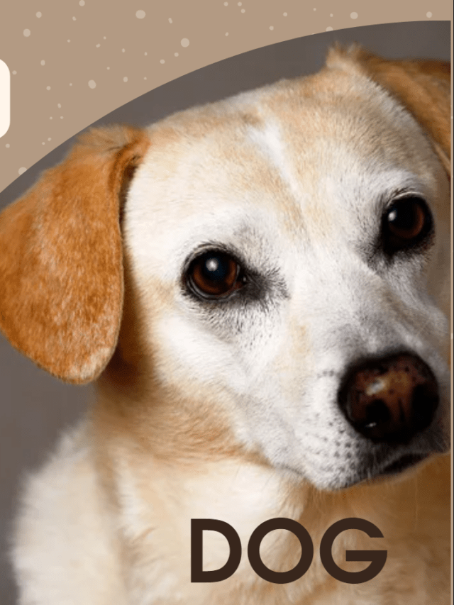 12 Most Informative Hidden Facts of Dog.