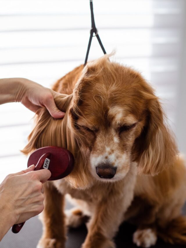 Dog Grooming Tips: How to groom your dirty dog.