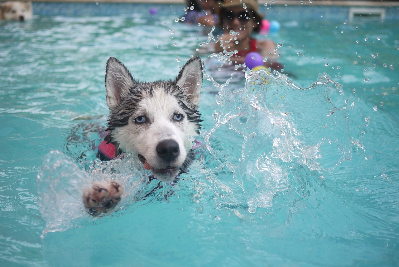 18 Dog Breeds That Famous for Swimming.