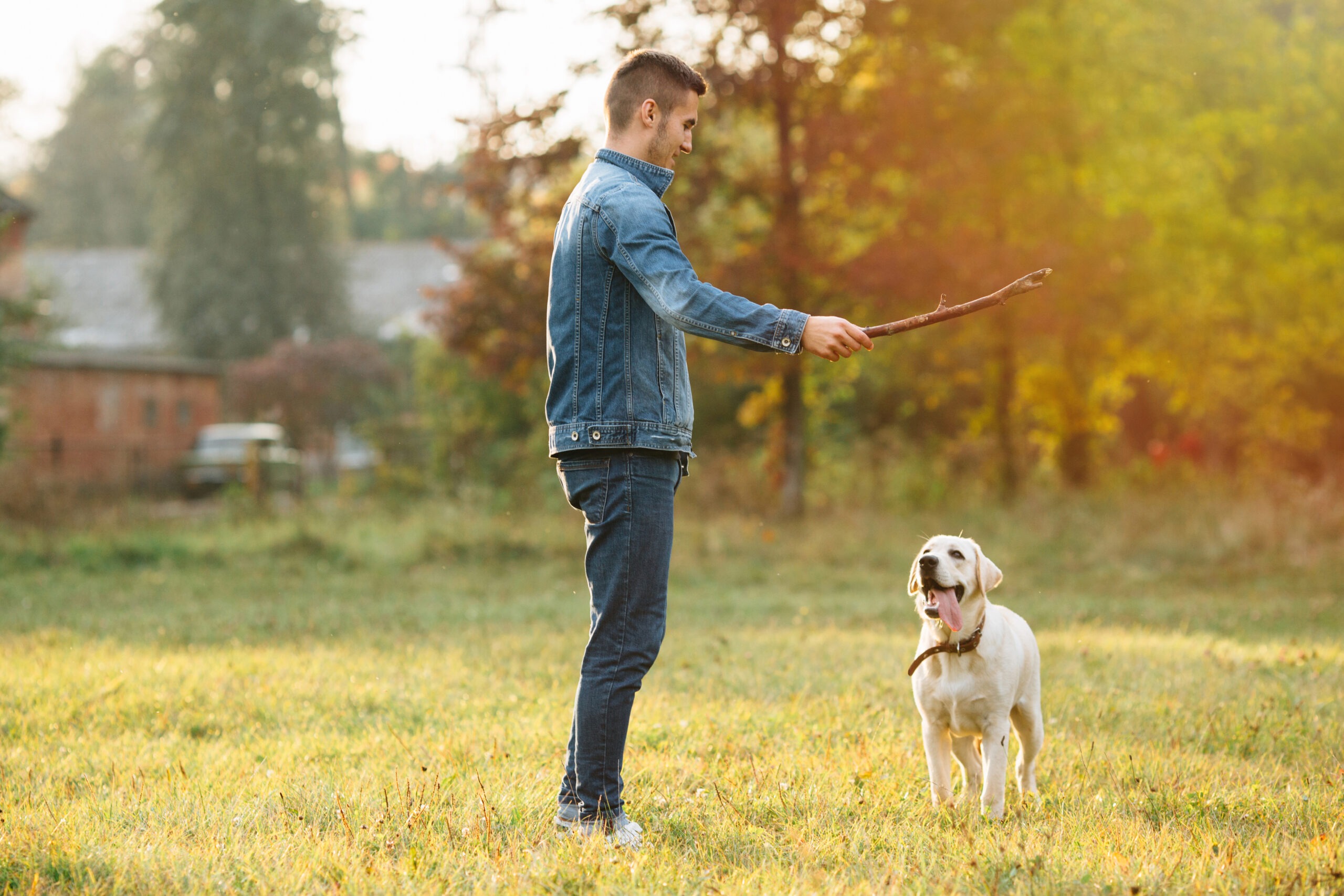 labrador training: A ,man train a labrador with stick in a park