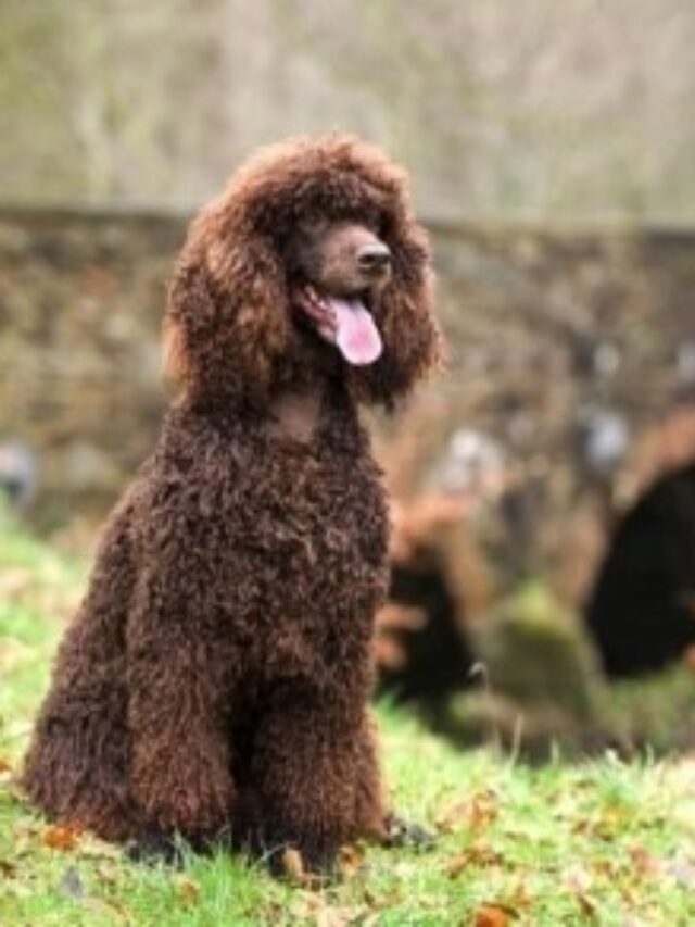 Best Hypoallergenic Dogs That Don’t Shed.