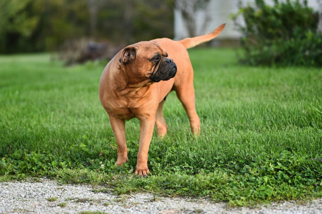 the bull mastiff dog on green grass 