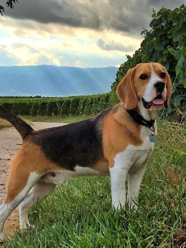 beagle