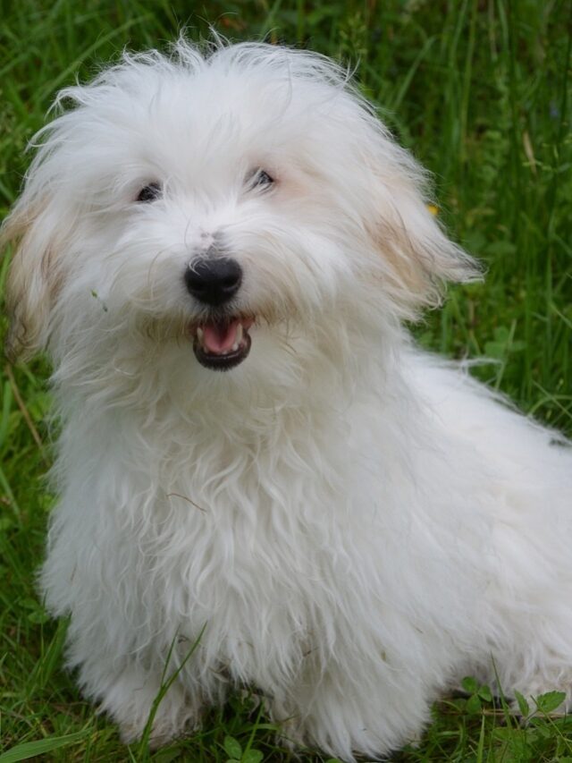 16 Amazing Dog Facts You didn’t know | Breedbarks