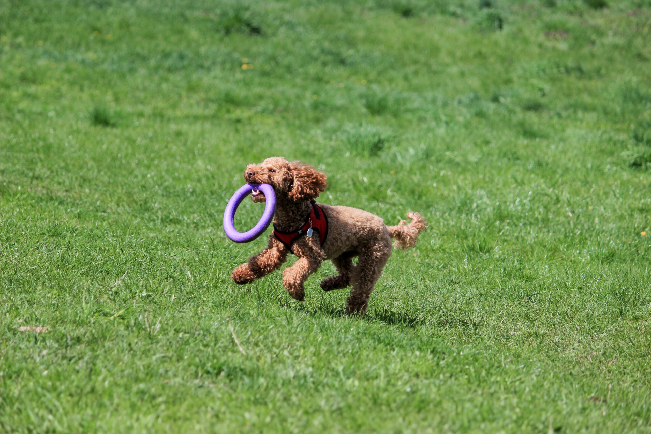 a toy poodle dog run on grass with keeping a toy in mouth. poodle is one of the easiest dogs to train.