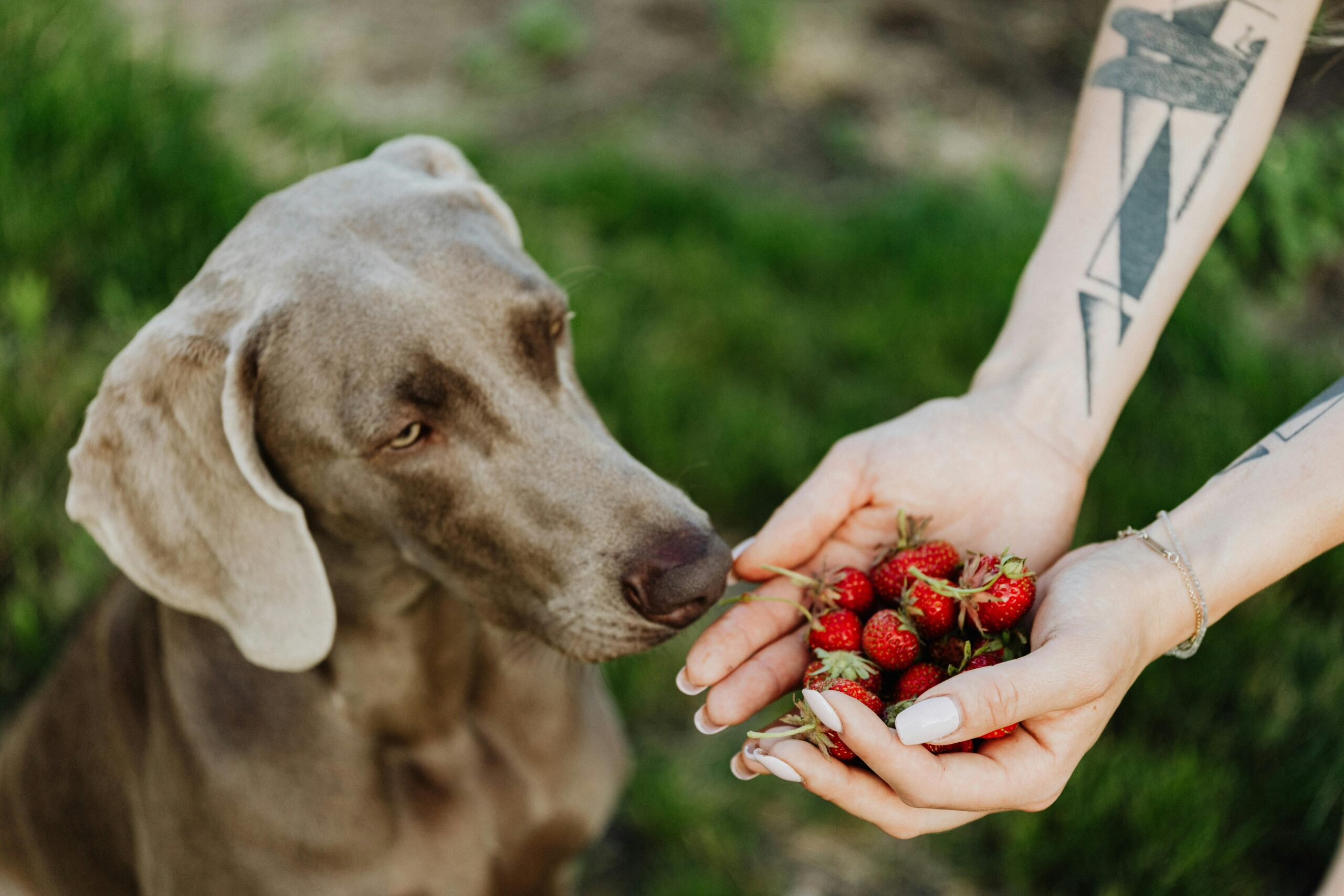 are strawberries good for dogs