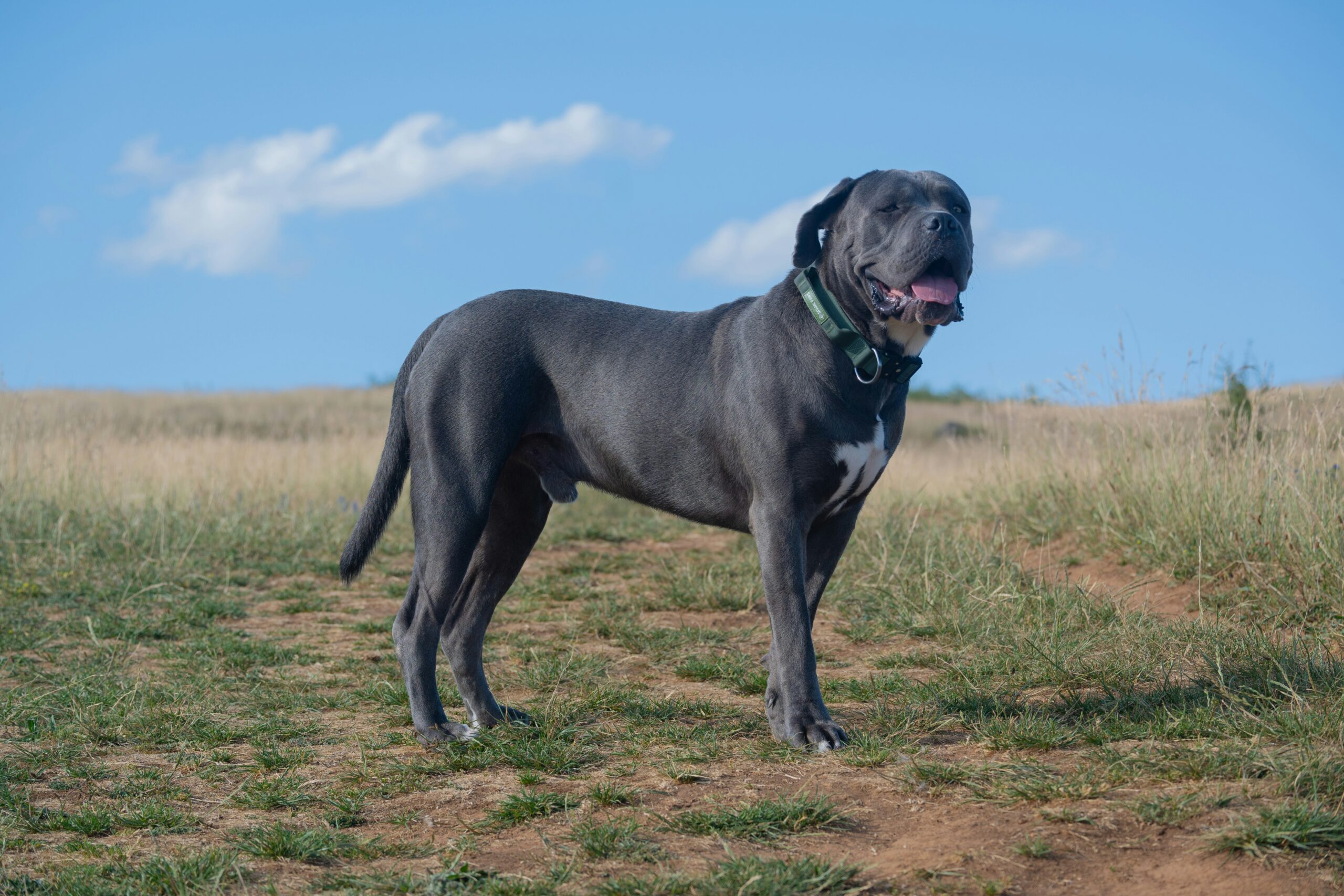 Cane Corso Dog Breed Complete Information